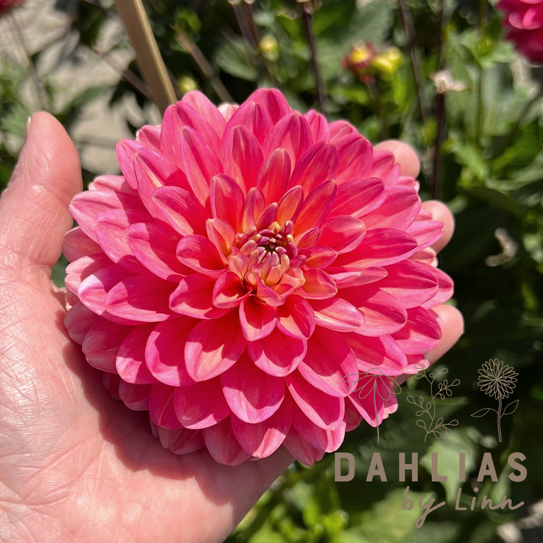 Dahlia Melody Allegro