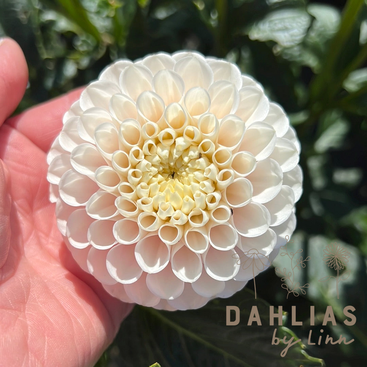 Dahlia White Wizard (Light Wizard)