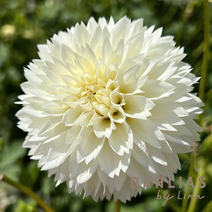Dahlia Myama Fubuki Utgår!