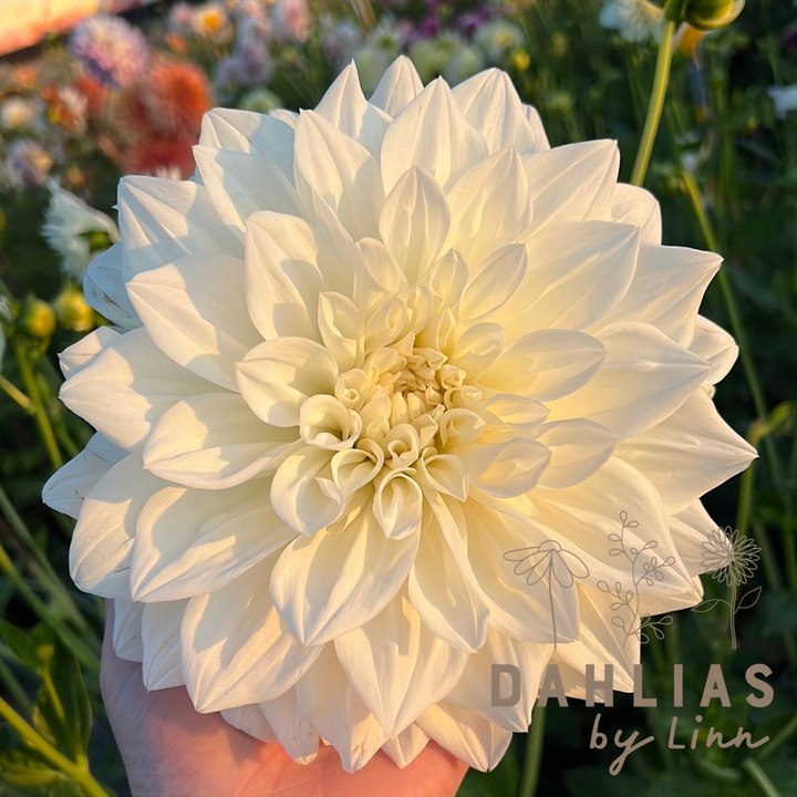Dahlia White Alva