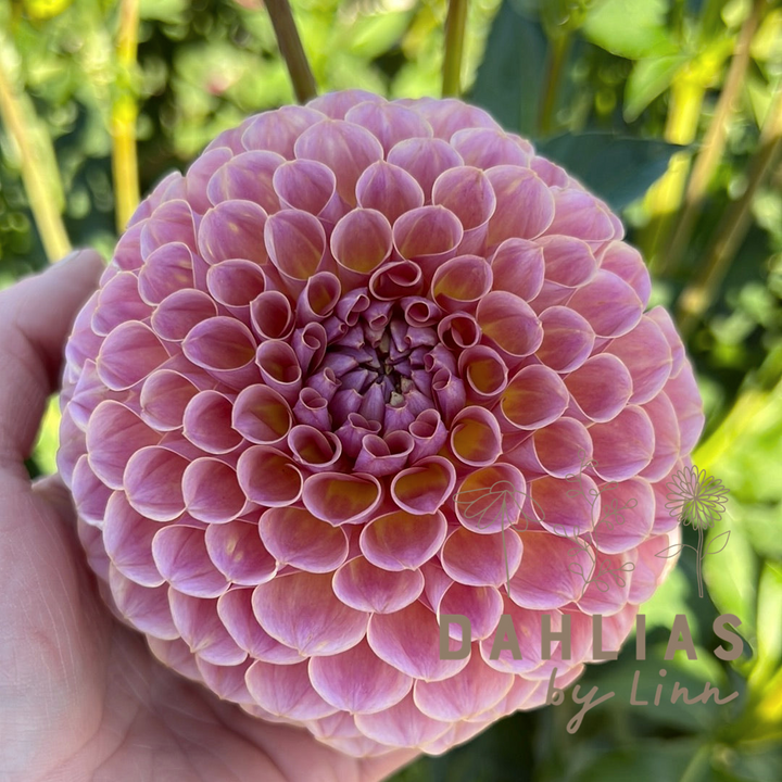 Dahlia Jowey Winnie UTGÅR! Alt. Caitlyns joy