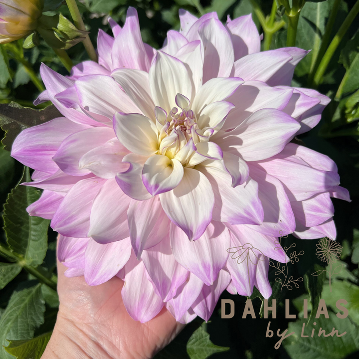 Dahlia Mikayla Miranda UTGÅR!