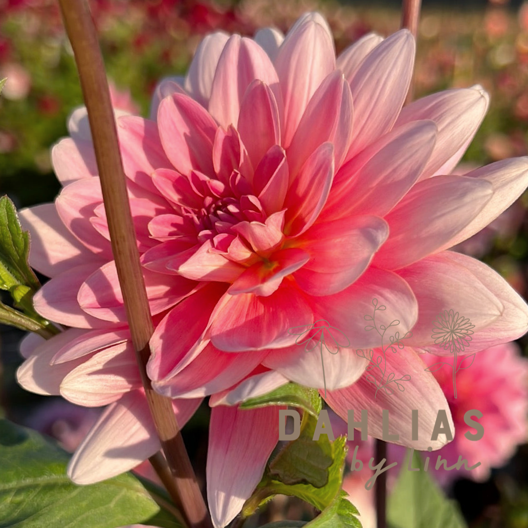 Dahlia Gerrie Hoek Utgår!