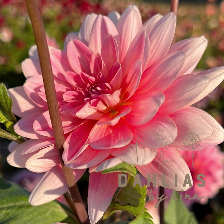 Dahlia Gerrie Hoek Utgår!