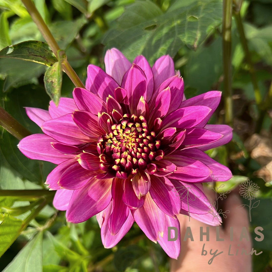 Dahlia Mambo