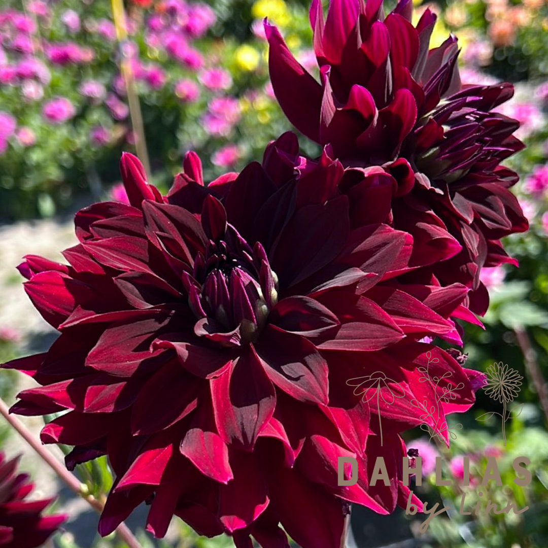 Dahlia Rip City