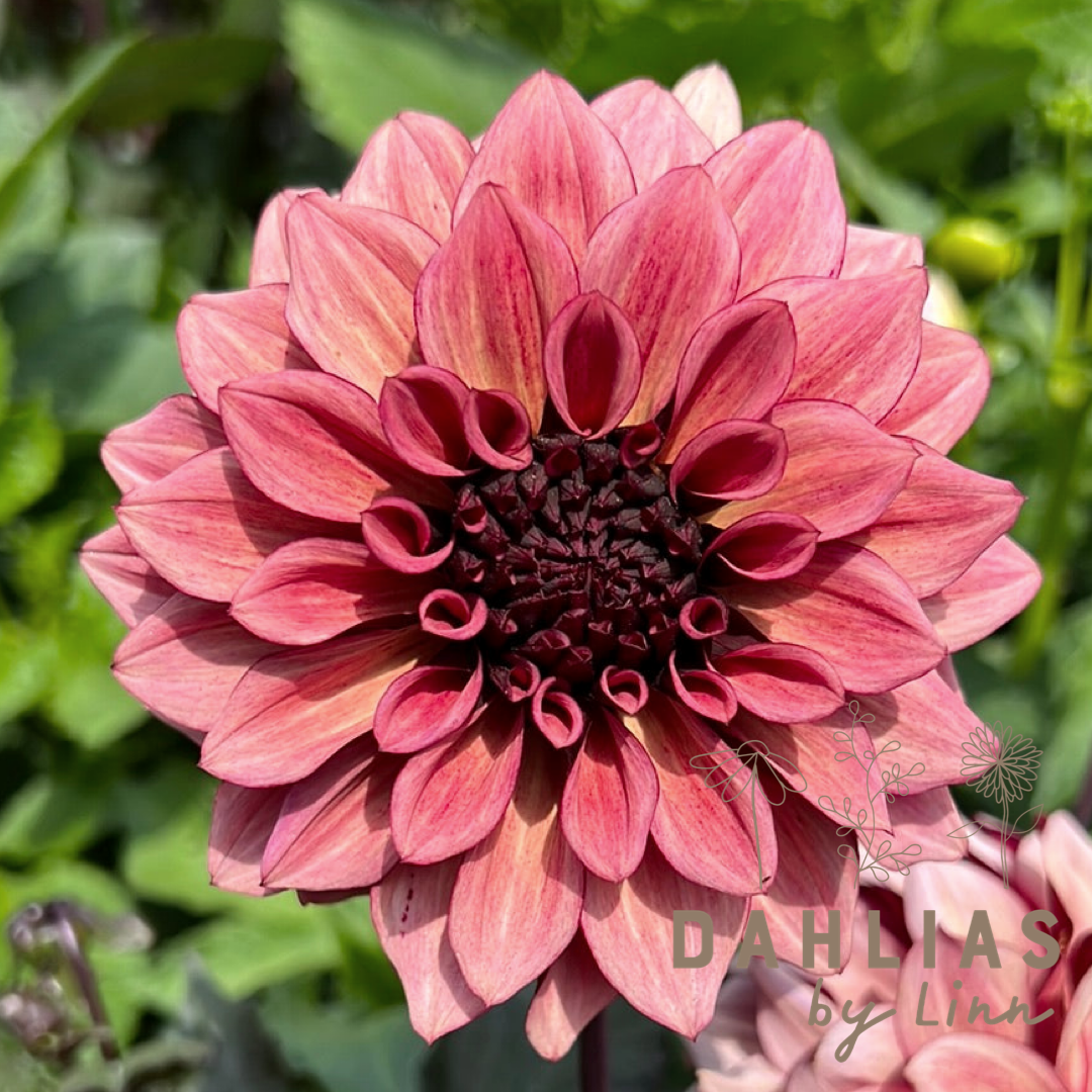 Dahlia Night Silence
