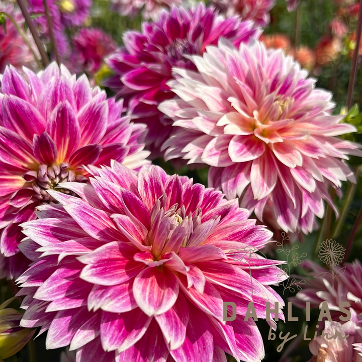 Dahlia Temple of Beauty