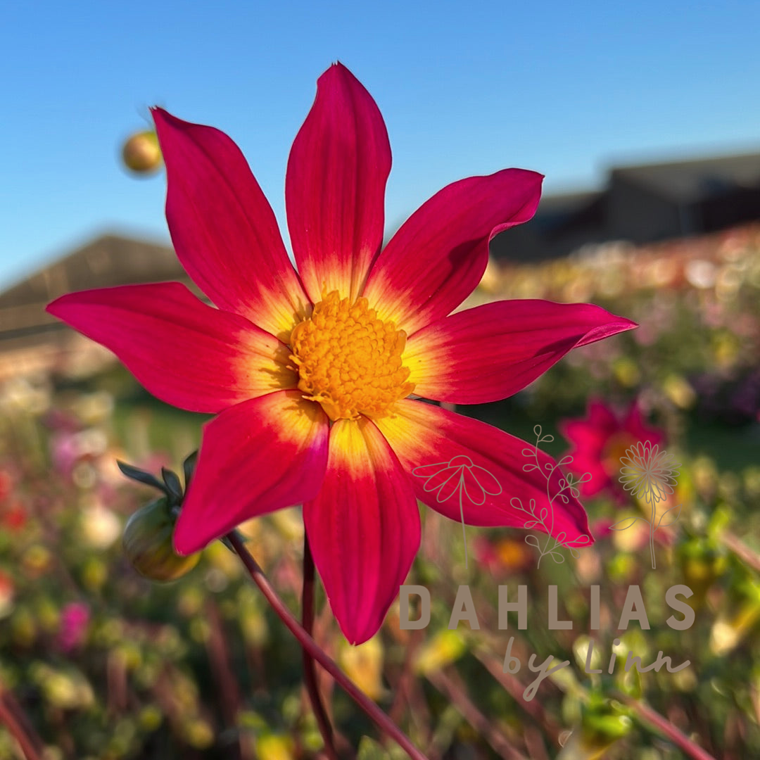 Dahlia Bright Eyes