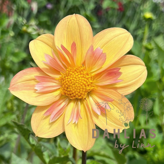 Dahlia Kelsey Annie Joy UTGÅR!