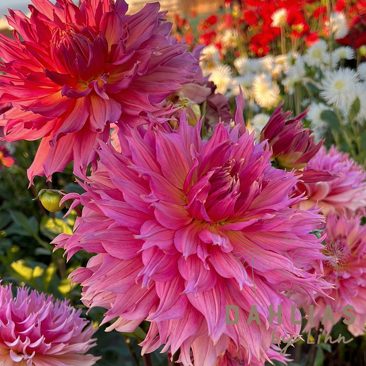 Dahlia Omega