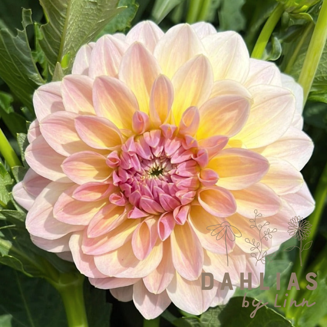 Dahlia Maya UTGÅR!