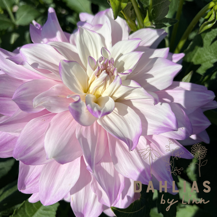 Dahlia Mikayla Miranda UTGÅR!