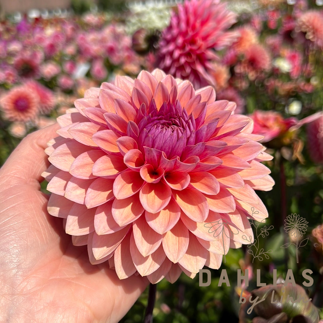 Dahlia Sweet Sanne