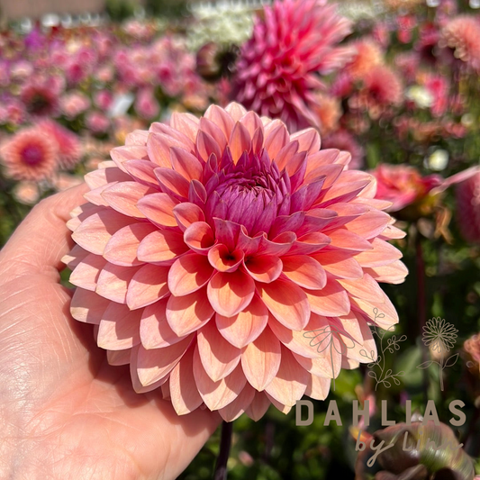 Dahlia Sweet Sanne