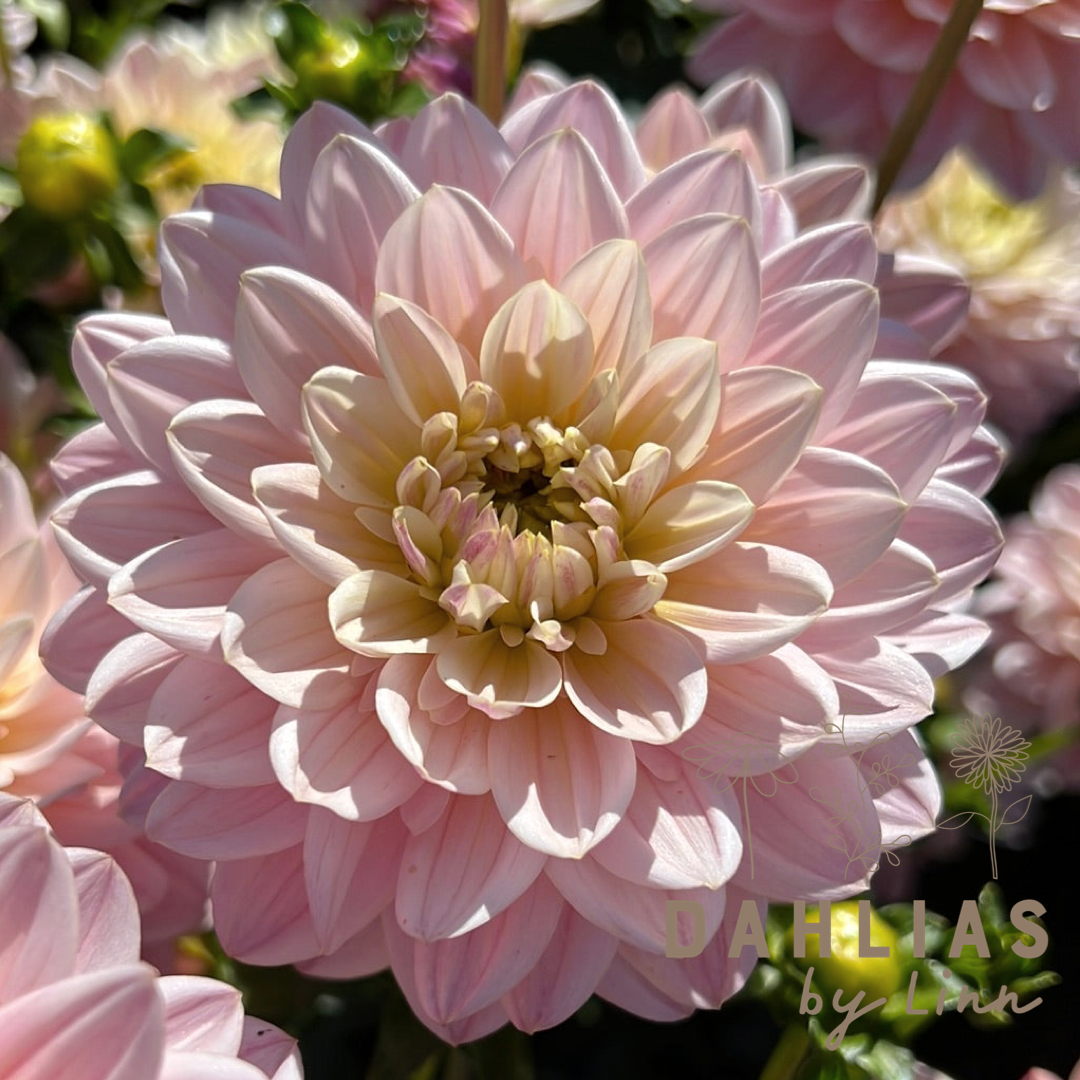 Dahlia Pink Magic – Dahlias By Linn