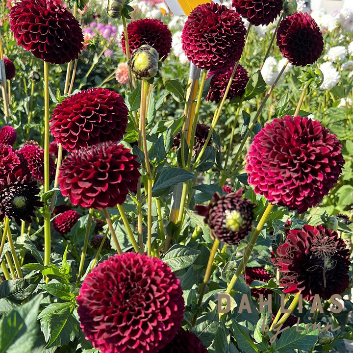 Dahlia Jowey Mirella UTGÅR!