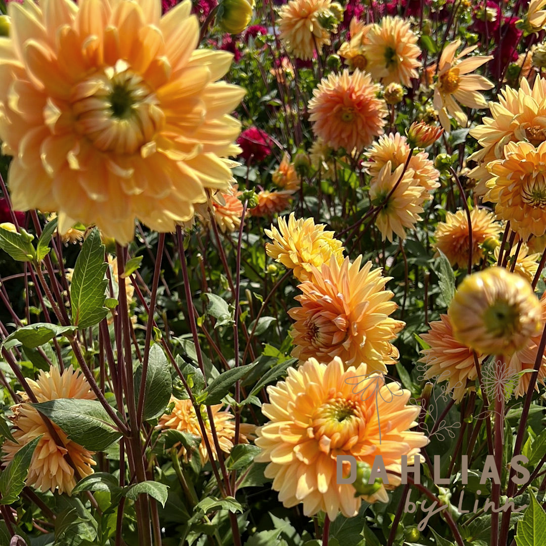 Dahlia Noordwijks Glory