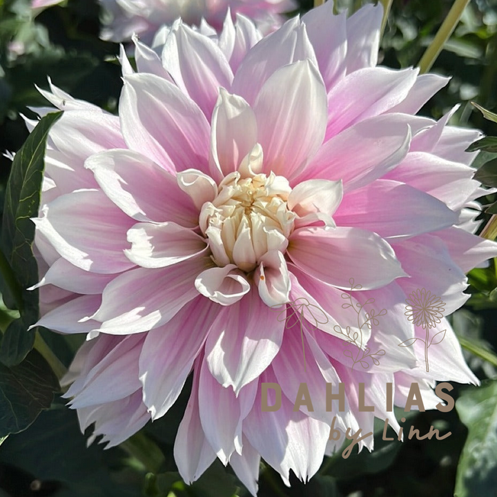 Dahlia Evanah