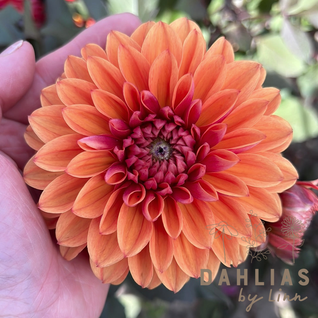 Dahlia Love of my Life Utgår!