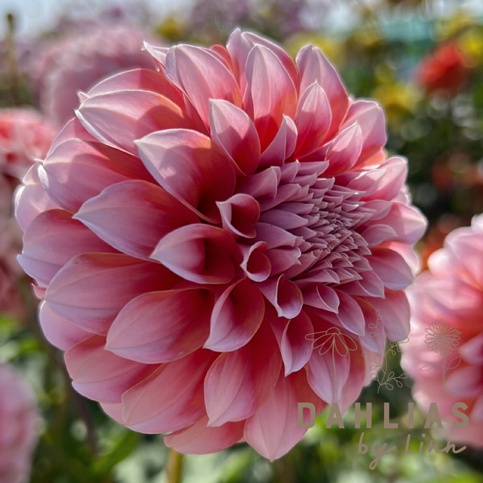 Dahlia Peaches Dahlias By Linn