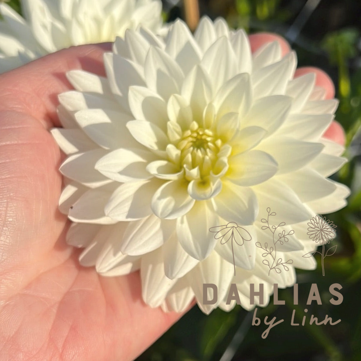 Dahlia Karma Maarten Zwaan