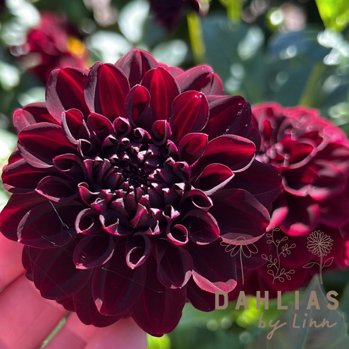 Dahlia La Recoleta