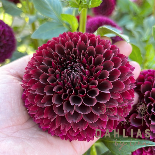 Dahlia Jowey Mirella UTGÅR!