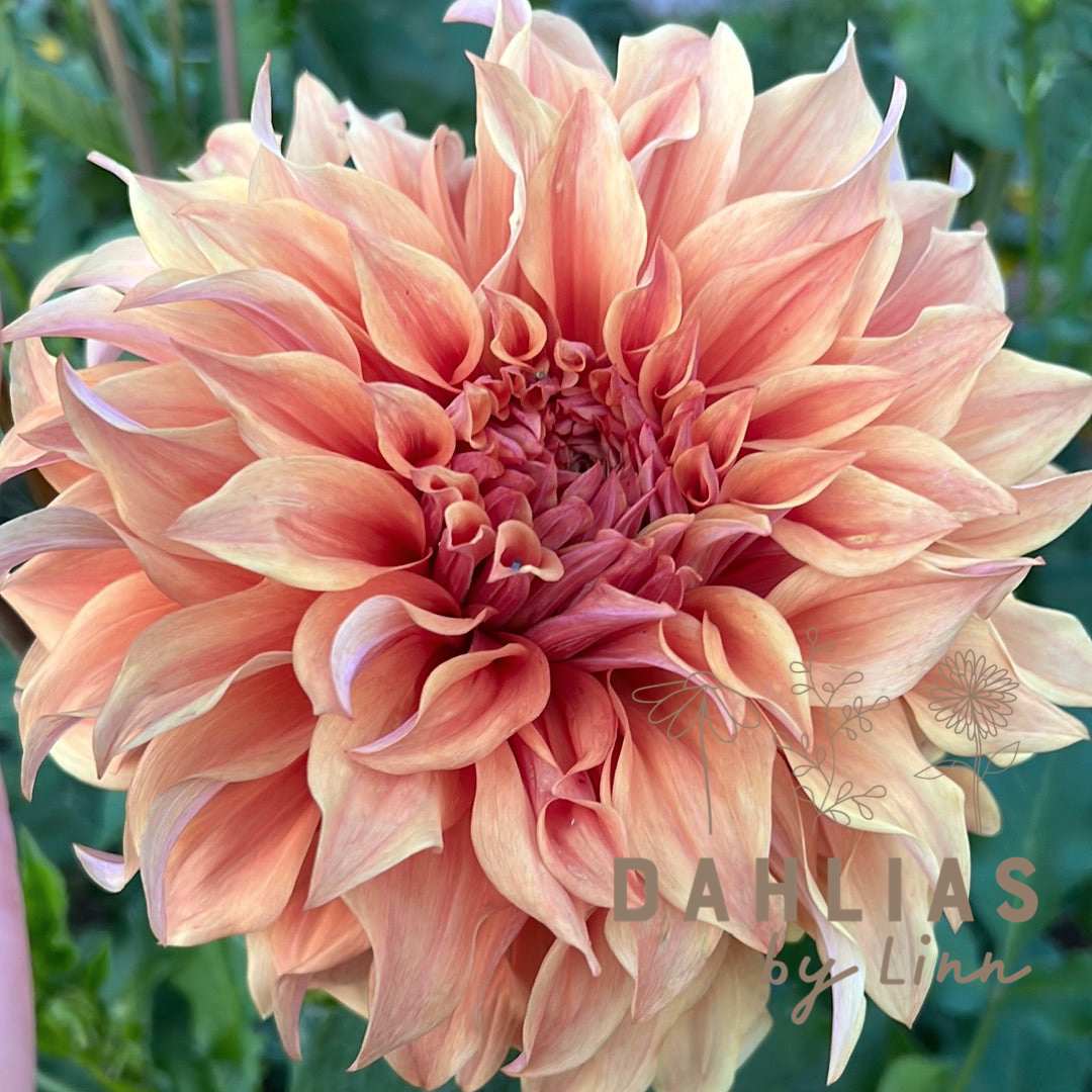 Dahlia Hercules