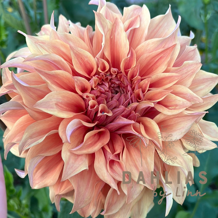 Dahlia Hercules