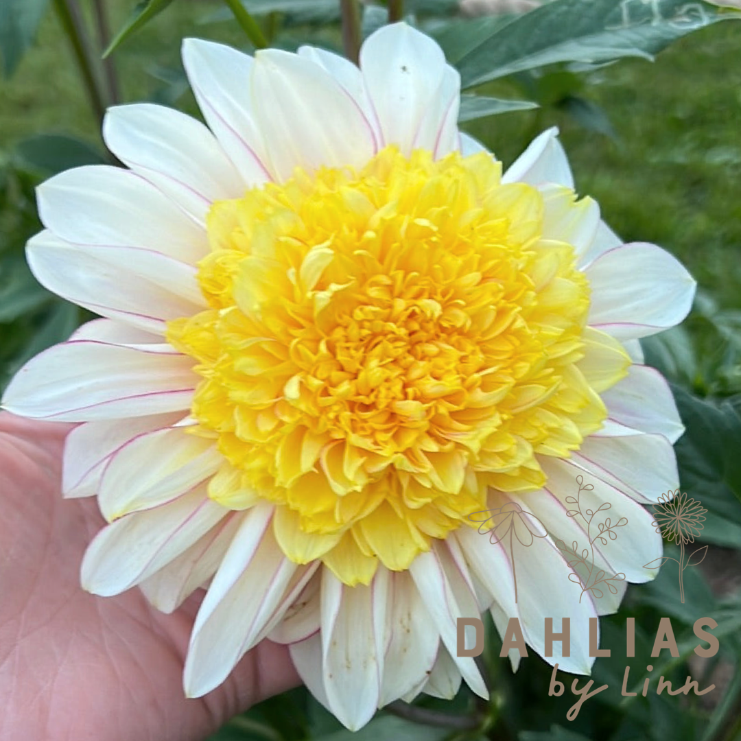 Dahlia Polka
