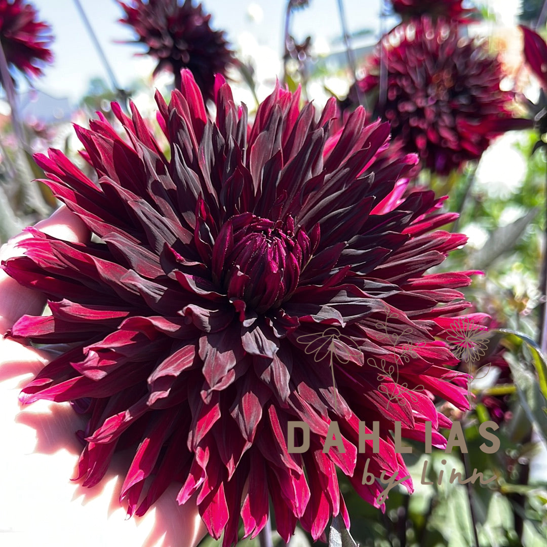 Dahlia Black Jack