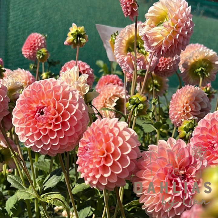 Dahlia Nathalie G Utgår!