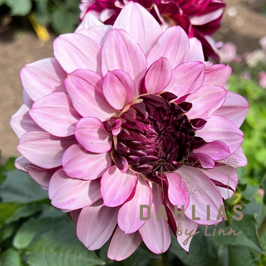 Dahlia Creme de Cassis UTGÅR!