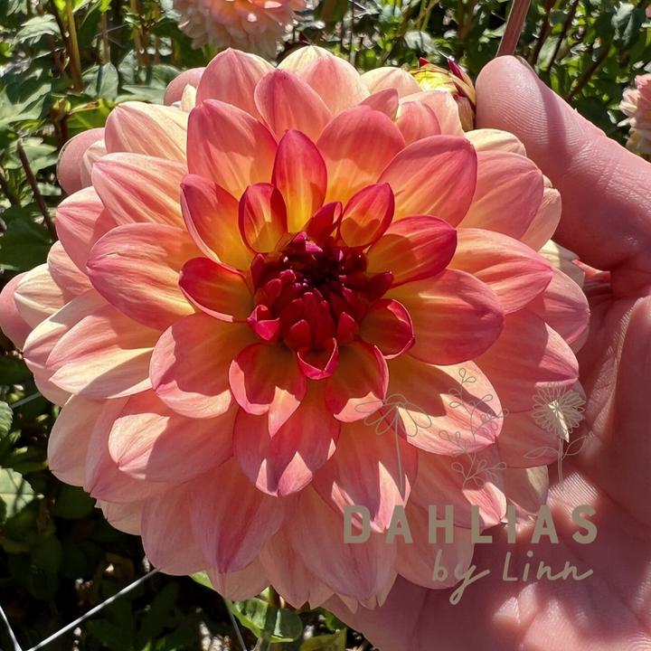 Dahlia Erna Panzer
