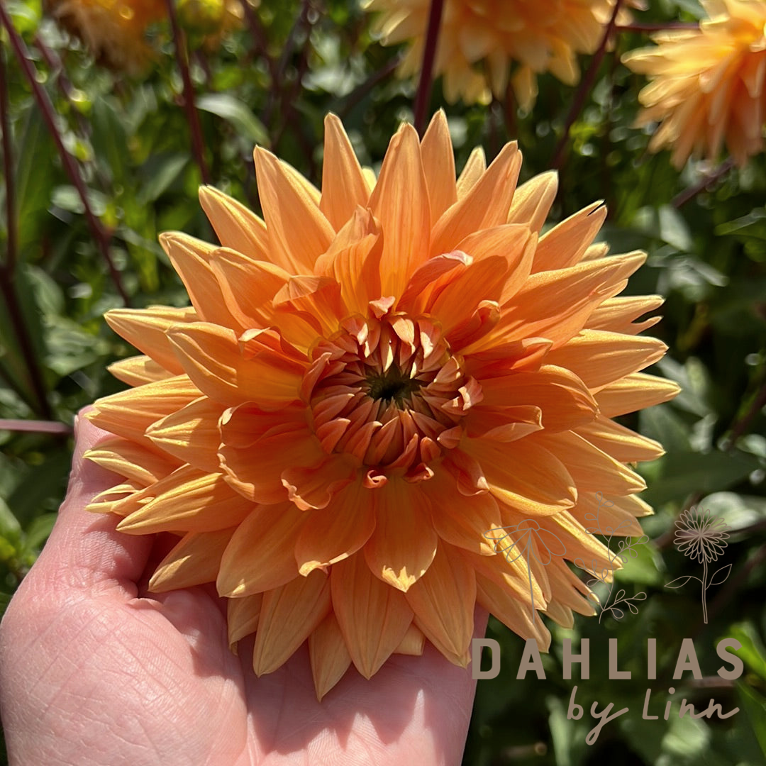 Dahlia Noordwijks Glorie