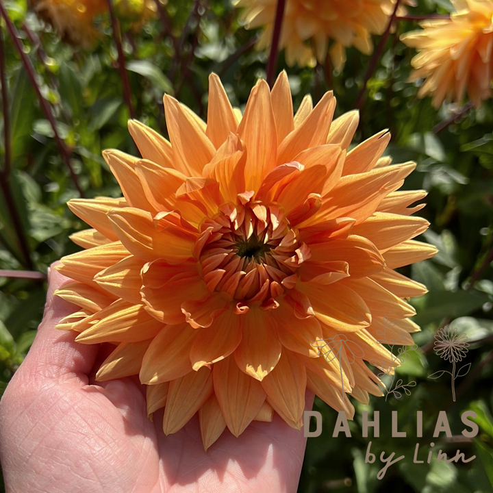 Dahlia Noordwijks Glory
