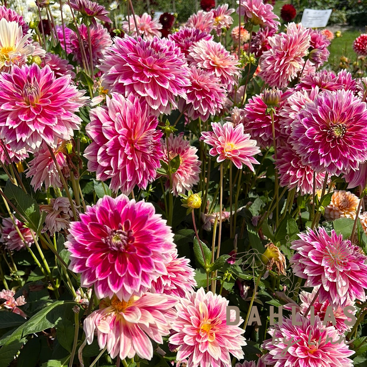 Dahlia Temple of Beauty