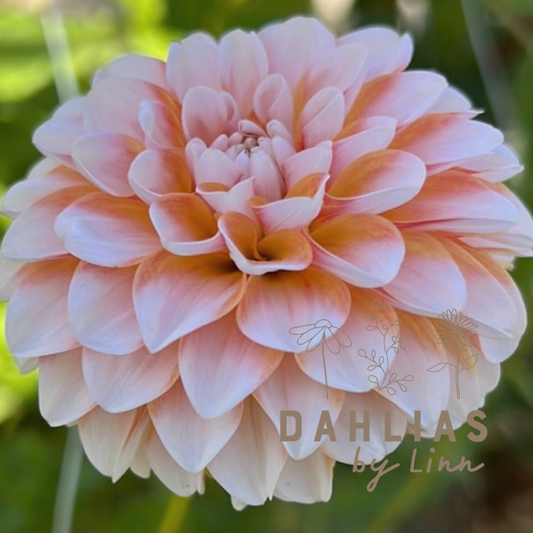 Dahlia Brandon James Utgår