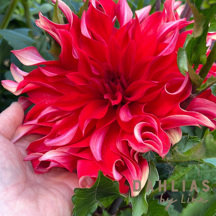 Dahlia Red Labyrinth