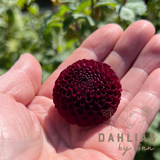 Dahlia Rocco UTGÅR!
