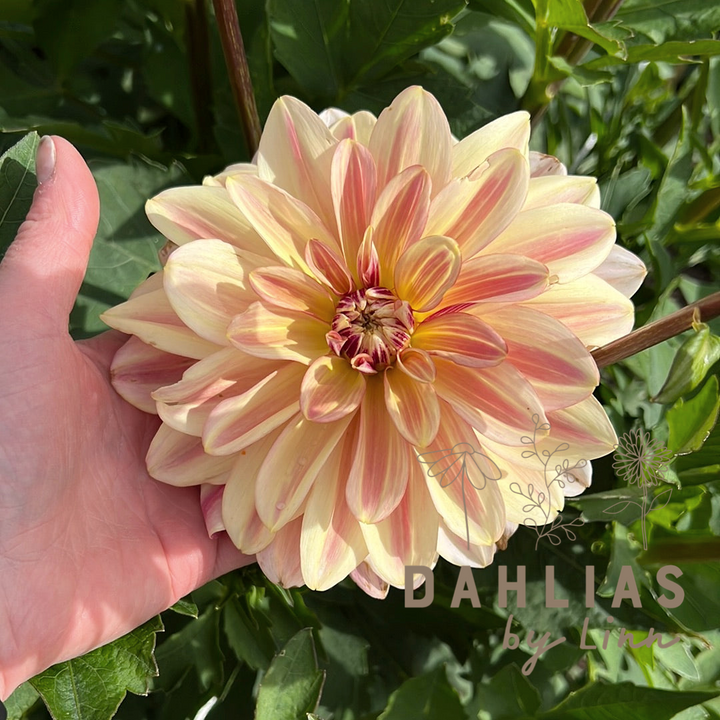 Dahlia Happy Butterfly
