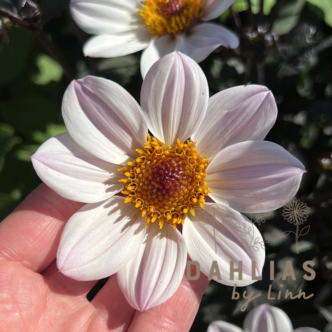 Dahlia HS Prinsess ®