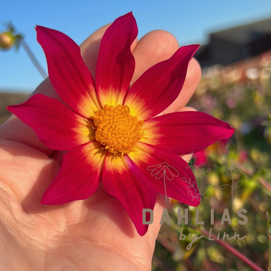 Dahlia Bright Eyes