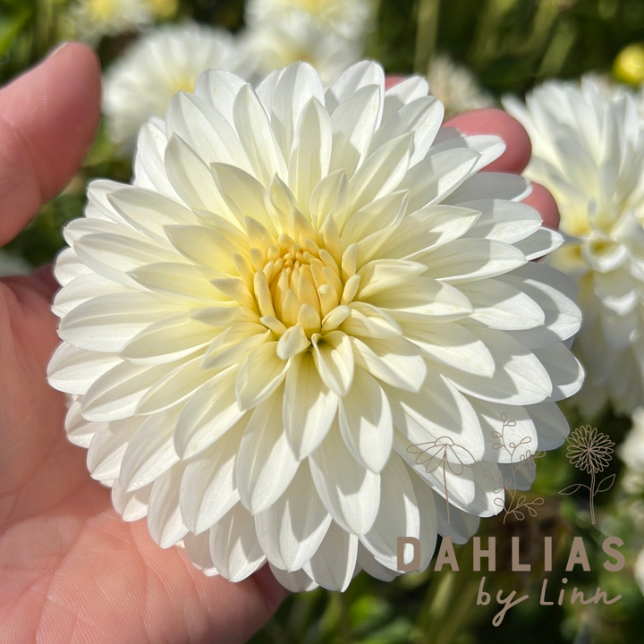Dahlia Snow Cap