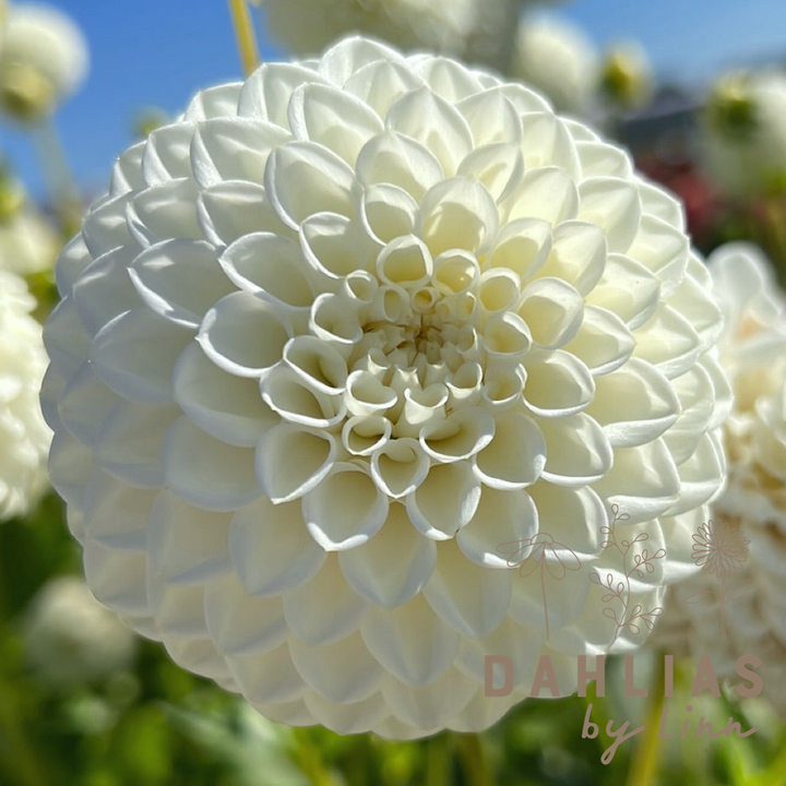 Dahlia Ryecroft Jan