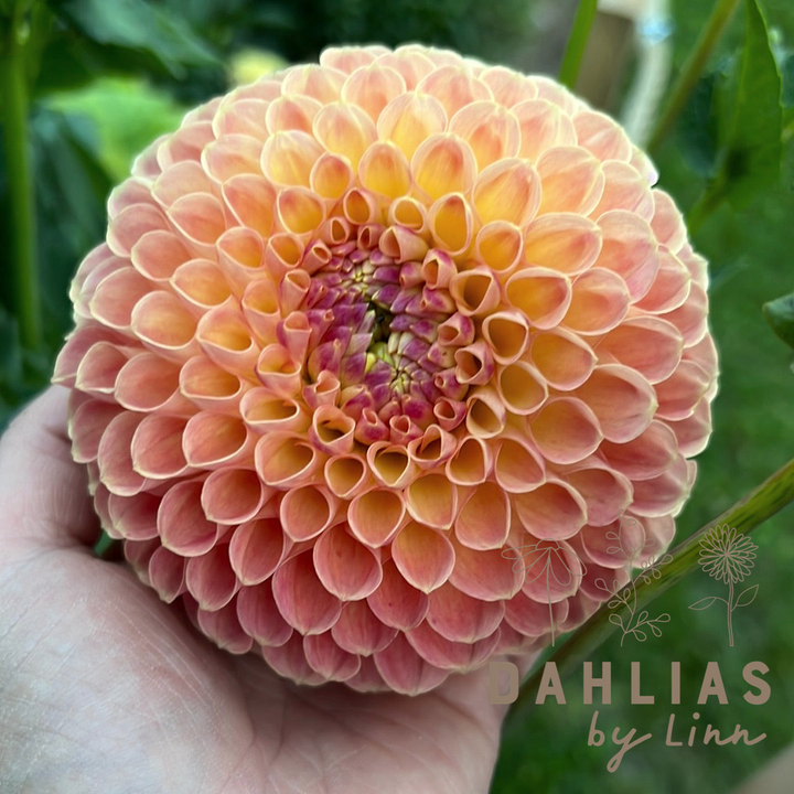 Dahlia Jowey Paula