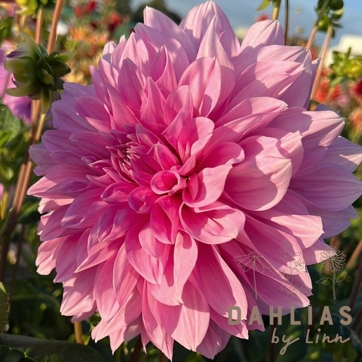 Dahlia Lavender Perfection