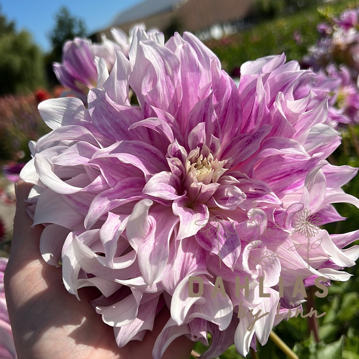Dahlia Bristol Stripe Utgår!