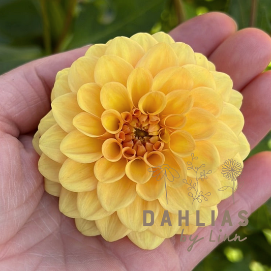 Dahlia Golden Scepter